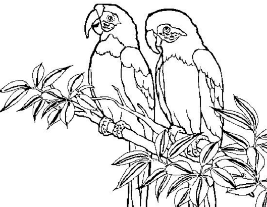 小鸚鵡兒童<a href=http://www.inspiredelm.com/jianbihua/ target=_blank class=infotextkey>簡筆畫</a>