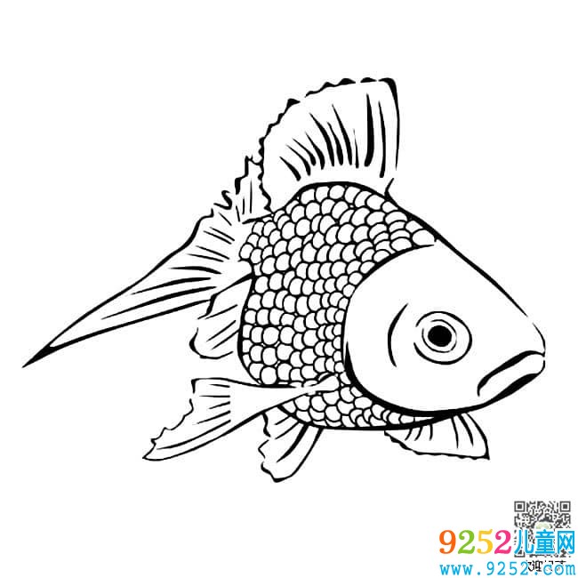 鯉魚動物簡筆
