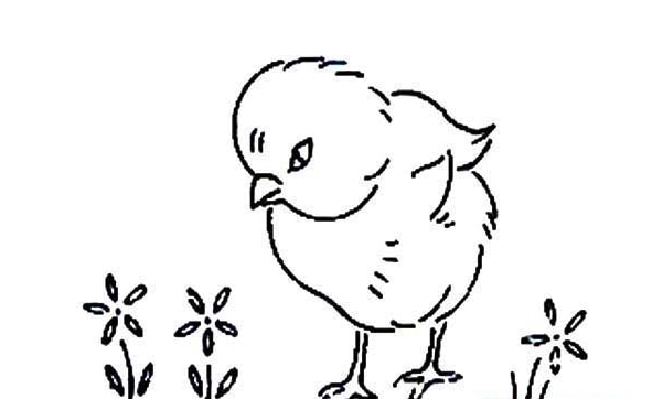 小公雞動物簡筆