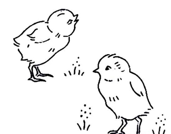 小公雞動物簡筆