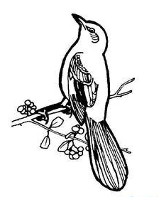 關(guān)于布谷鳥(niǎo)的簡(jiǎn)筆畫(huà)
