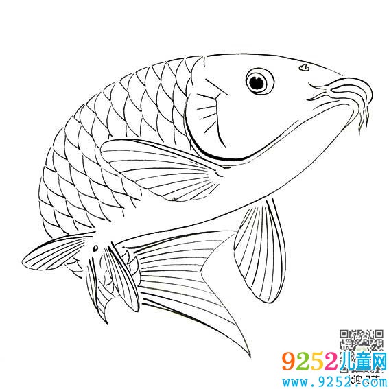 鯉魚動物簡筆