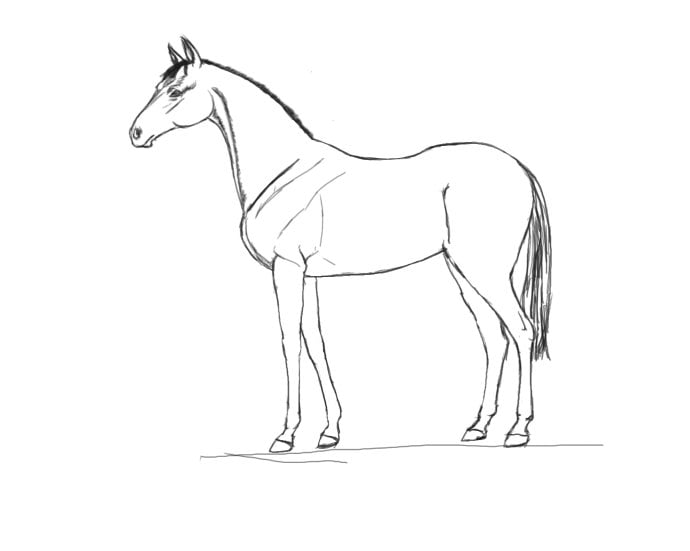 動物馬簡筆畫圖片