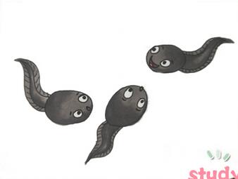 小蝌蚪簡(jiǎn)筆畫
