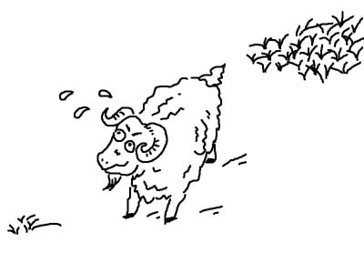 小羊吃草簡筆
