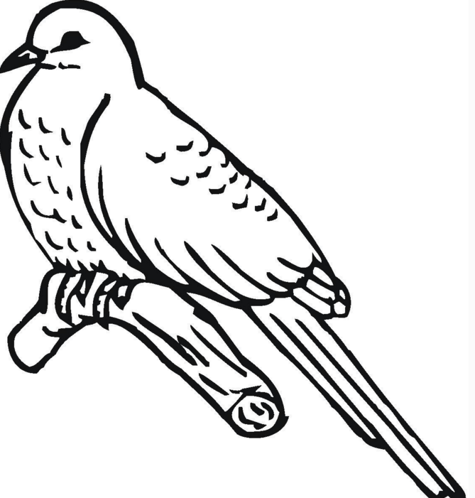 可愛(ài)的布谷鳥(niǎo)簡(jiǎn)筆畫(huà)畫(huà)法