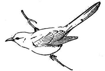 杜鵑鳥(niǎo)的簡(jiǎn)筆畫(huà)圖片