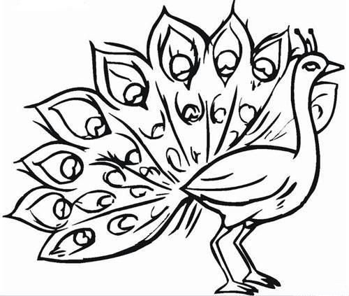孔雀簡(jiǎn)筆畫，孔雀開(kāi)屏簡(jiǎn)筆畫