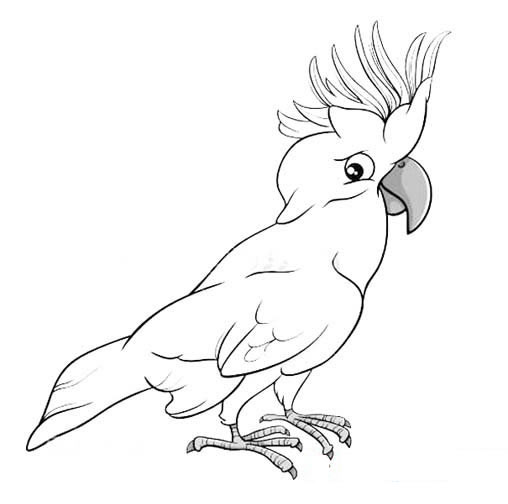 鸚鵡兒童簡筆