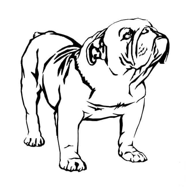 漂亮的小狗<a href=http://www.inspiredelm.com/ertonghua/ target=_blank class=infotextkey>兒童畫</a>圖片_漂亮的小狗兒童繪畫圖集