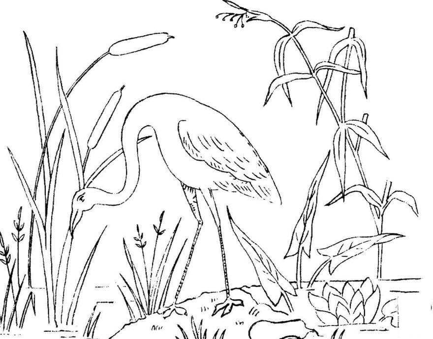 火烈鳥<a href=http://www.inspiredelm.com/ertonghua/ target=_blank class=infotextkey>兒童畫</a>圖片_火烈鳥兒童繪畫圖集