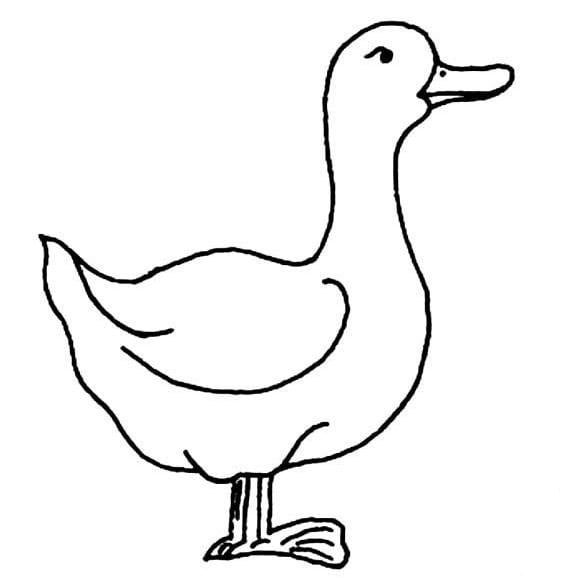 鴨子<a href=http://www.inspiredelm.com/jianbihua/ target=_blank class=infotextkey>簡(jiǎn)筆畫</a>圖片_鴨子兒童繪畫作品圖集