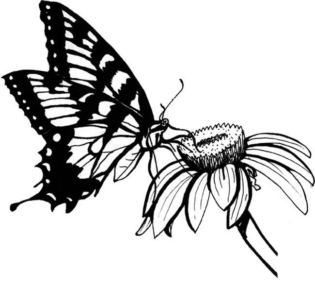 蝴蝶采花蜜兒童<a href=http://www.inspiredelm.com/jianbihua/ target=_blank class=infotextkey>簡筆畫</a>圖片_蝴蝶兒童繪畫作品圖集