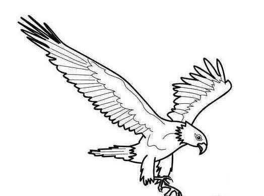 老鷹飛翔兒童<a href=http://www.inspiredelm.com/jianbihua/ target=_blank class=infotextkey>簡筆畫</a>圖片_老鷹兒童繪畫作品圖集