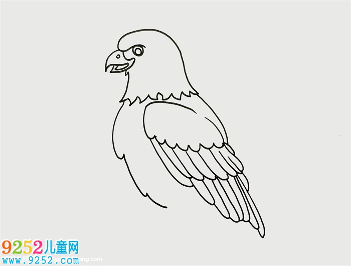 老鷹的畫法