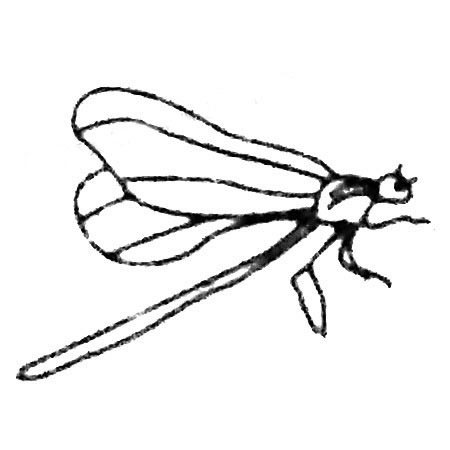 飛行的昆蟲蜻蜓兒童<a href=http://www.inspiredelm.com/jianbihua/ target=_blank class=infotextkey>簡筆畫</a>圖片_蜻蜓兒童繪畫作品圖集