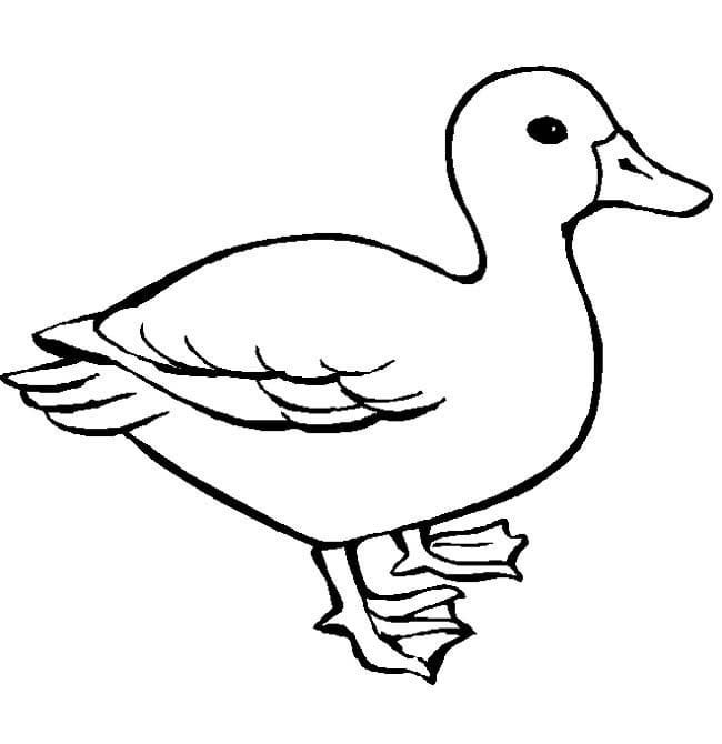 小鴨子的<a href=http://www.inspiredelm.com/jianbihua/ target=_blank class=infotextkey>簡(jiǎn)筆畫</a>圖片_鴨子兒童繪畫作品圖集