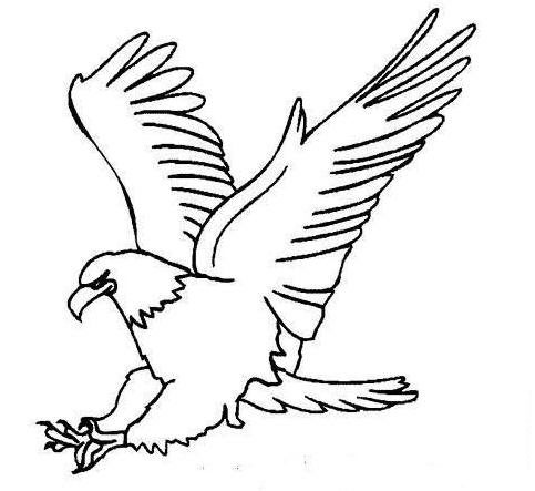 老鷹飛翔兒童<a href=http://www.inspiredelm.com/jianbihua/ target=_blank class=infotextkey>簡筆畫</a>圖片_老鷹兒童繪畫作品圖集
