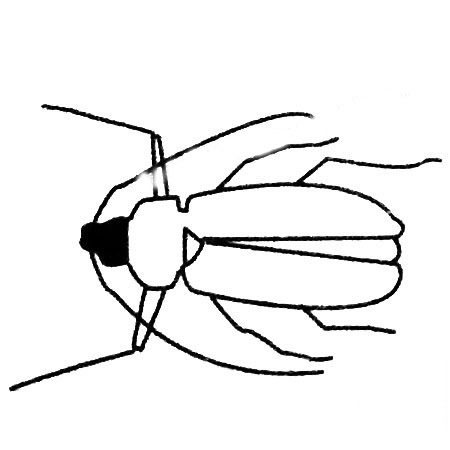 卡通的天牛兒童<a href=http://www.inspiredelm.com/jianbihua/ target=_blank class=infotextkey>簡筆畫</a>圖片_兒童繪畫作品圖集