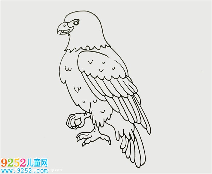 老鷹的畫法