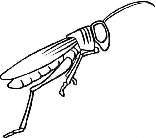 蚱蜢<a href=http://www.inspiredelm.com/ertonghua/ target=_blank class=infotextkey>兒童畫</a>圖片_蚱蜢兒童繪畫圖集