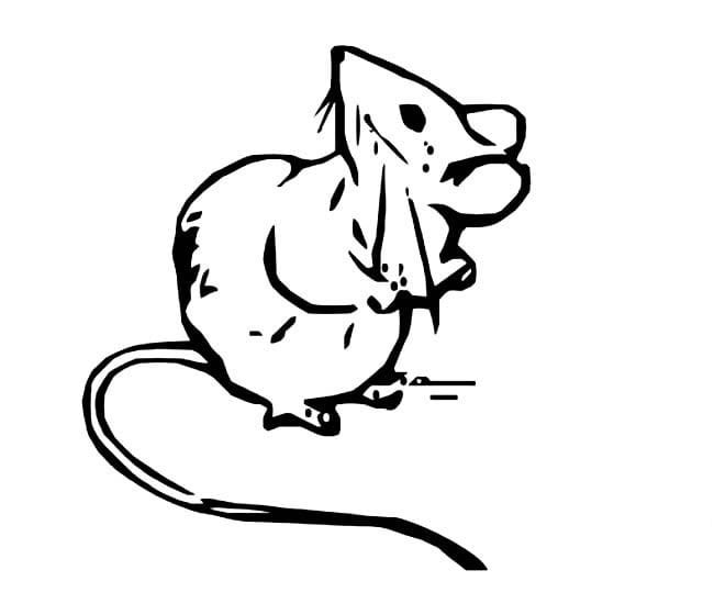 卡通小老鼠兒童<a href=http://www.inspiredelm.com/jianbihua/ target=_blank class=infotextkey>簡(jiǎn)筆畫(huà)</a>圖片_老鼠兒童繪畫(huà)作品圖集