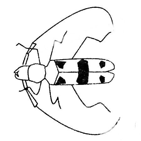 卡通的天牛兒童<a href=http://www.inspiredelm.com/jianbihua/ target=_blank class=infotextkey>簡筆畫</a>圖片_兒童繪畫作品圖集