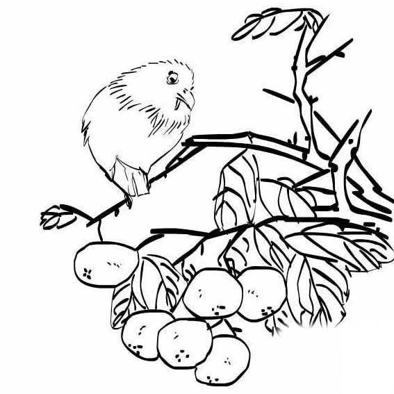 高飛的小鳥<a href=http://www.inspiredelm.com/jianbihua/ target=_blank class=infotextkey>簡(jiǎn)筆畫</a>圖片_高飛的小鳥兒童繪畫圖集