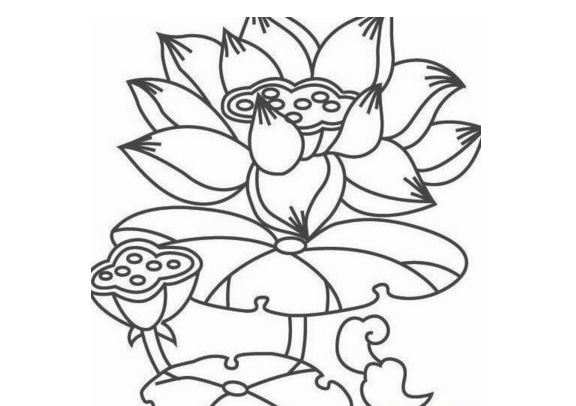 夏天風(fēng)景簡(jiǎn)筆畫(huà)-盛放的荷花