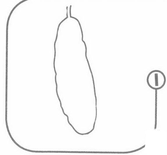 絲瓜的<a href=http://www.inspiredelm.com/jianbihua/ target=_blank class=infotextkey>簡(jiǎn)筆畫(huà)</a>步驟圖片