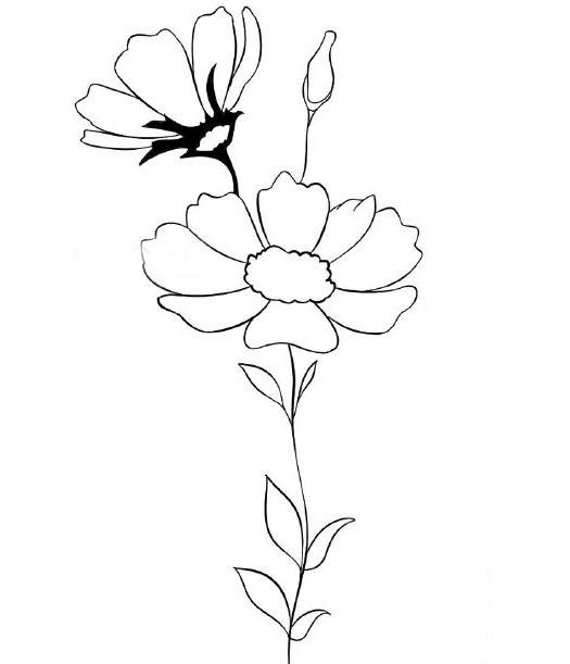 雛菊怎么畫<a href=http://www.inspiredelm.com/jianbihua/ target=_blank class=infotextkey>簡筆畫</a>,美麗的雛菊花,<a href=http://www.inspiredelm.com/jianbihua/ target=_blank class=infotextkey>簡筆畫</a>教程