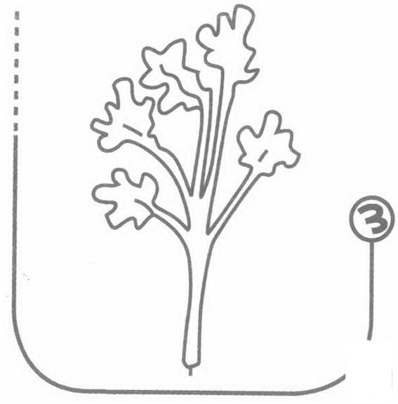 香菜的<a href=http://www.inspiredelm.com/jianbihua/ target=_blank class=infotextkey>簡筆畫</a>步驟圖片