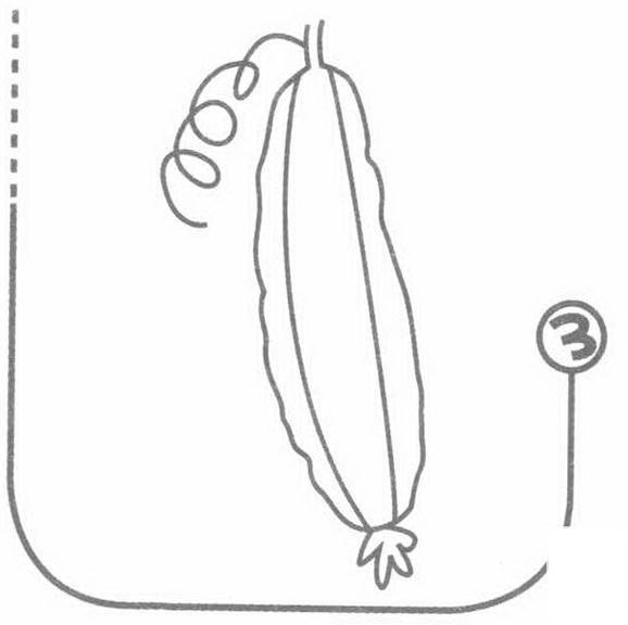 絲瓜的<a href=http://www.inspiredelm.com/jianbihua/ target=_blank class=infotextkey>簡(jiǎn)筆畫(huà)</a>步驟圖片