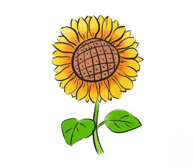 畫太陽花的<a href=http://www.inspiredelm.com/jianbihua/ target=_blank class=infotextkey>簡筆畫</a>-彩色的向日葵