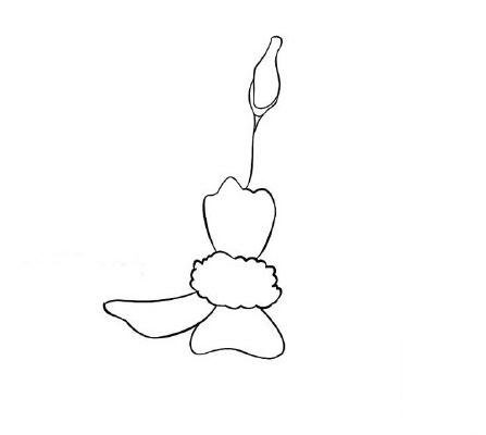 雛菊怎么畫<a href=http://www.inspiredelm.com/jianbihua/ target=_blank class=infotextkey>簡筆畫</a>,美麗的雛菊花,<a href=http://www.inspiredelm.com/jianbihua/ target=_blank class=infotextkey>簡筆畫</a>教程