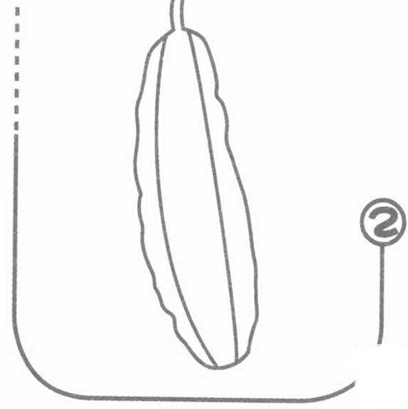絲瓜的<a href=http://www.inspiredelm.com/jianbihua/ target=_blank class=infotextkey>簡(jiǎn)筆畫(huà)</a>步驟圖片