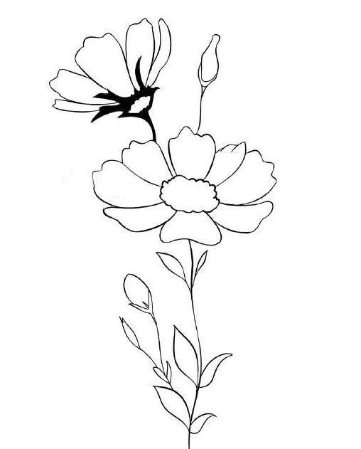 雛菊怎么畫<a href=http://www.inspiredelm.com/jianbihua/ target=_blank class=infotextkey>簡筆畫</a>,美麗的雛菊花,<a href=http://www.inspiredelm.com/jianbihua/ target=_blank class=infotextkey>簡筆畫</a>教程