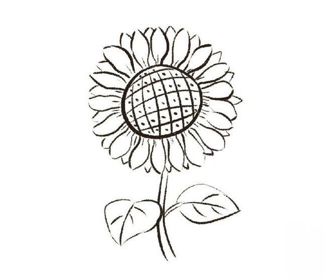 畫太陽花的<a href=http://www.inspiredelm.com/jianbihua/ target=_blank class=infotextkey>簡筆畫</a>-彩色的向日葵