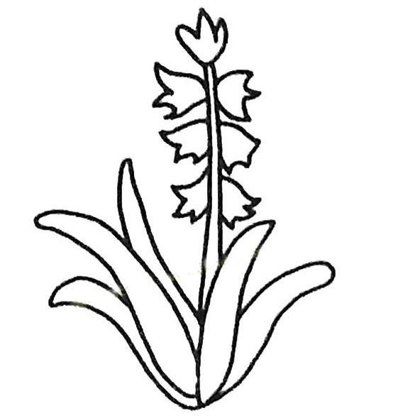 風(fēng)信子簡(jiǎn)筆畫(huà)圖片怎么畫(huà)？