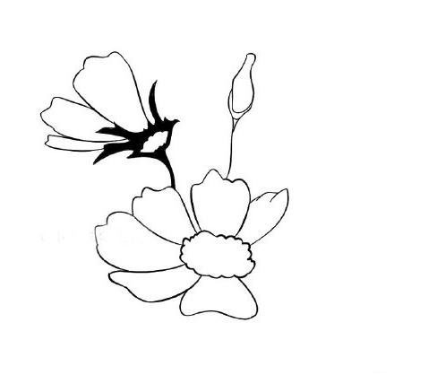 雛菊怎么畫<a href=http://www.inspiredelm.com/jianbihua/ target=_blank class=infotextkey>簡筆畫</a>,美麗的雛菊花,<a href=http://www.inspiredelm.com/jianbihua/ target=_blank class=infotextkey>簡筆畫</a>教程