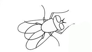 卡通蒼蠅<a href=http://www.inspiredelm.com/jianbihua/ target=_blank class=infotextkey>簡(jiǎn)筆畫</a>步驟圖片