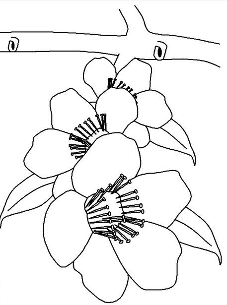 綻放的桃花簡(jiǎn)筆