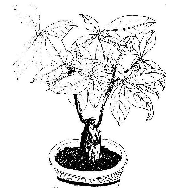 植物大樹兒童簡筆