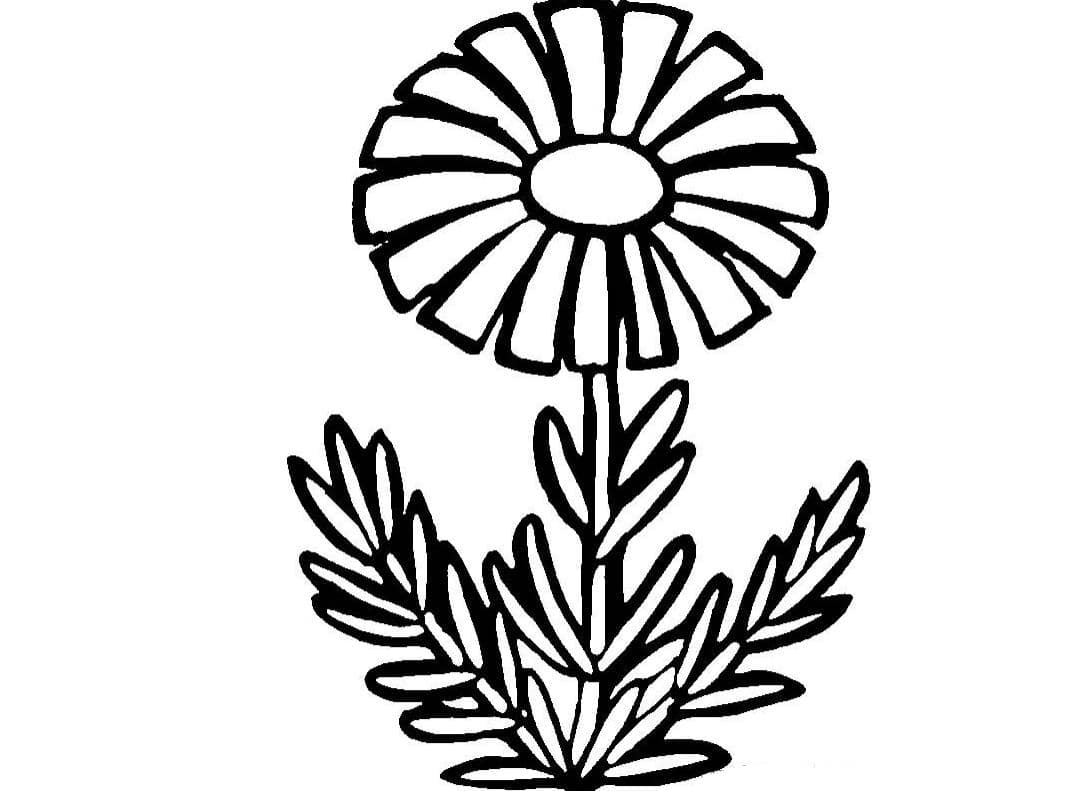 美麗的小雛菊簡(jiǎn)筆畫(huà)