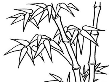 竹子植物簡(jiǎn)筆