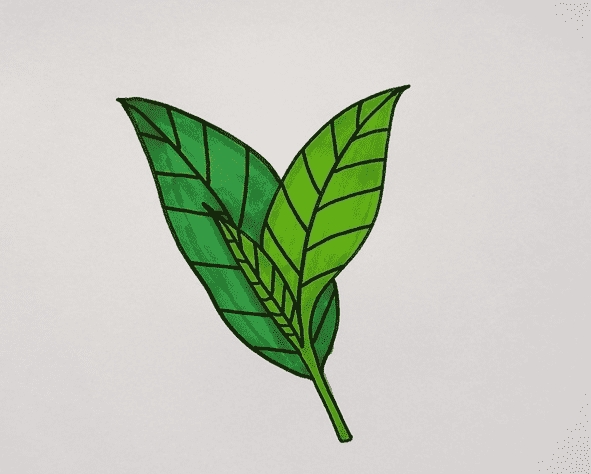 茶葉簡筆畫畫法步驟教程