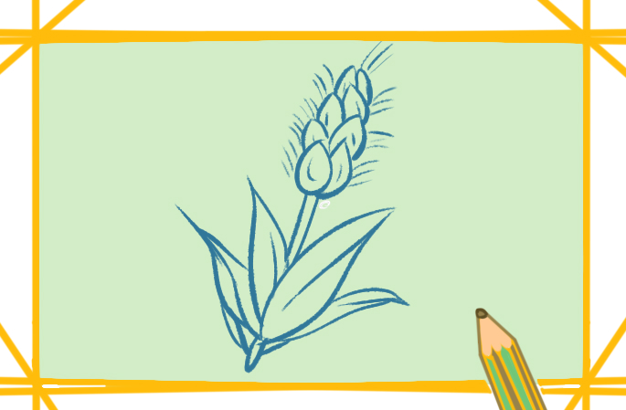 漂亮的大麥<a href=http://www.inspiredelm.com/jianbihua/ target=_blank class=infotextkey>簡(jiǎn)筆畫</a>圖片怎么畫