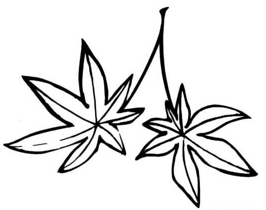 楓葉兒童簡筆