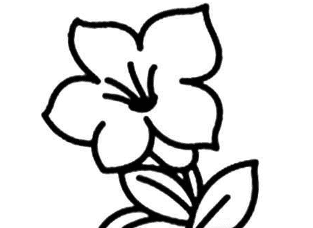 五瓣花植物簡(jiǎn)筆