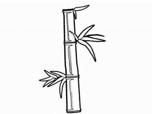 竹子簡筆畫圖片
